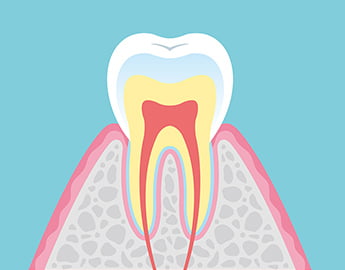 健康な歯 イメージ写真